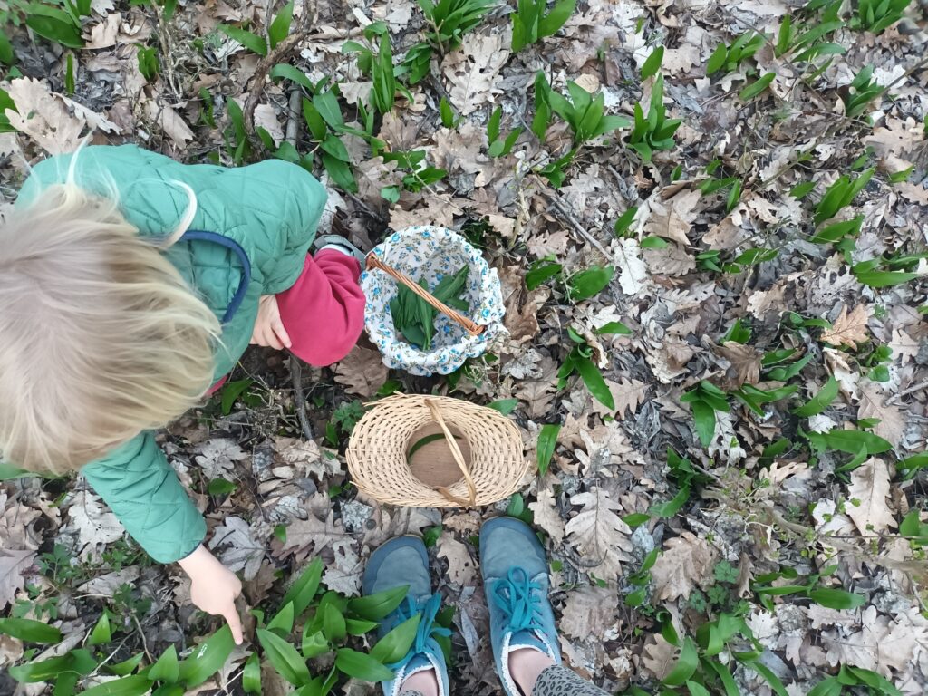 Wildkräuter sammeln