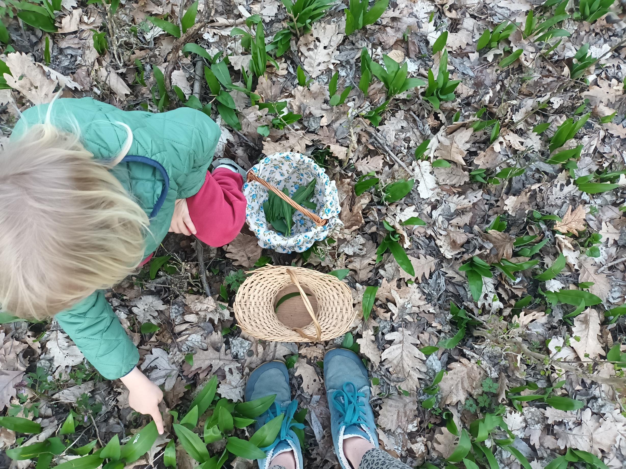 Wildkräuter sammeln